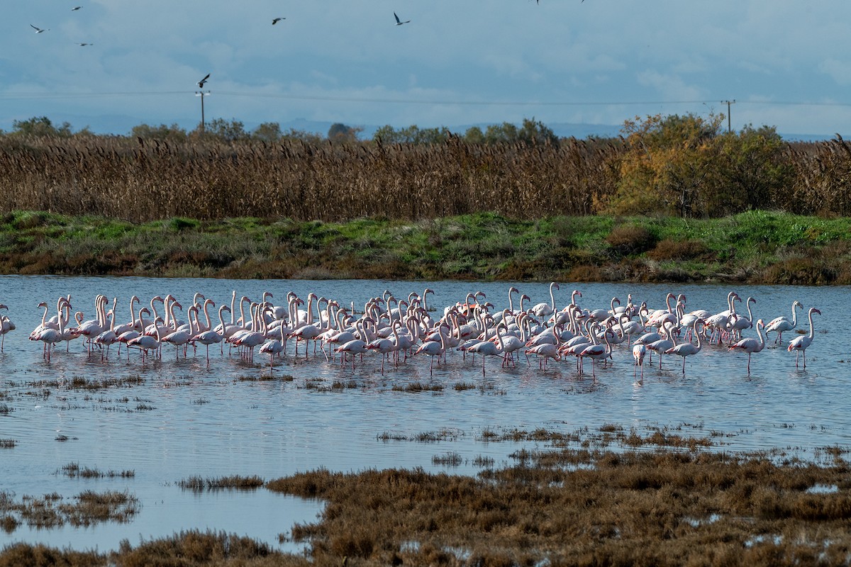大紅鸛 - ML646520261
