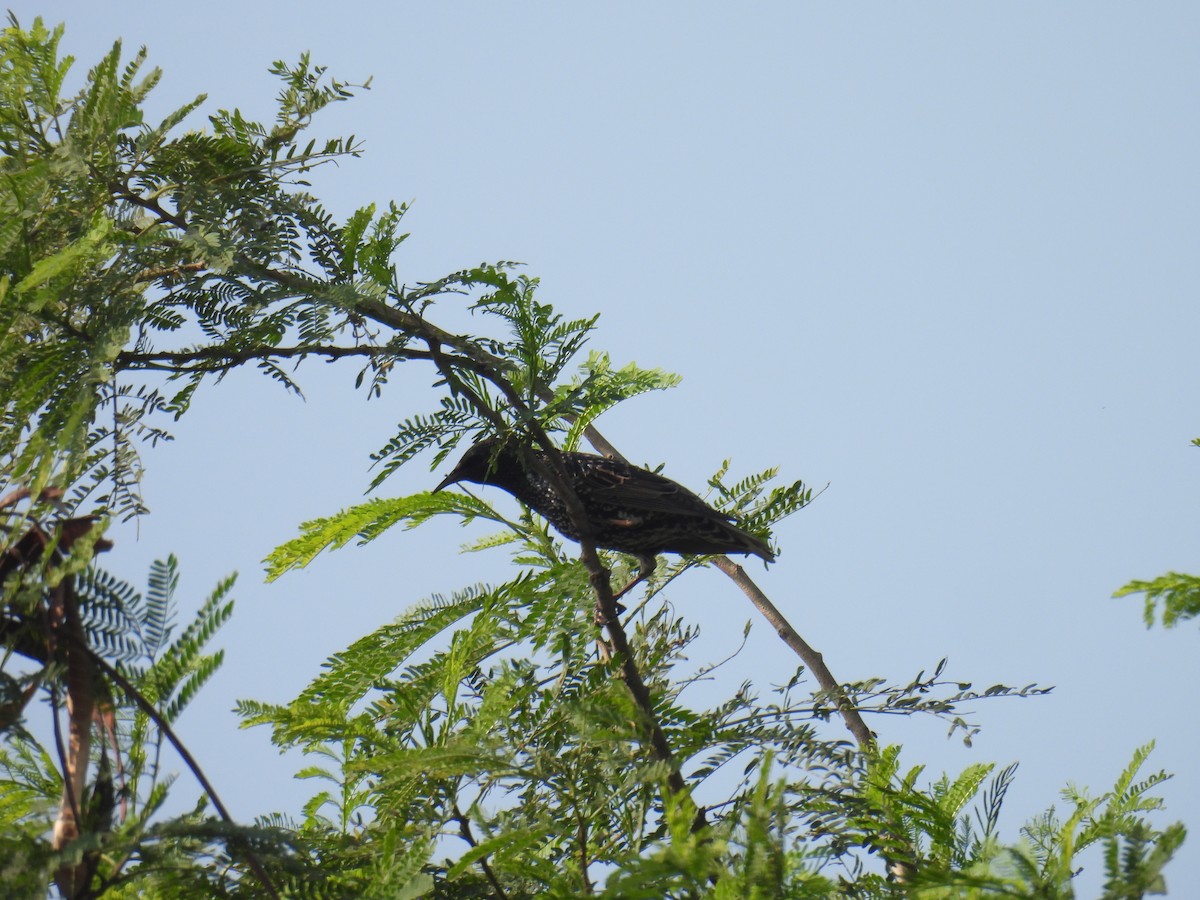 Estornino Pinto - ML646520262