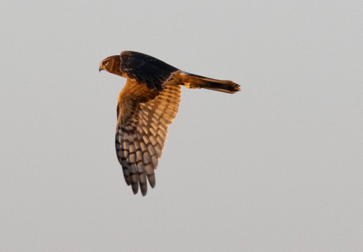 Northern Harrier - ML646520263