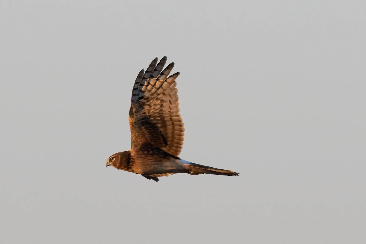 Northern Harrier - ML646520264