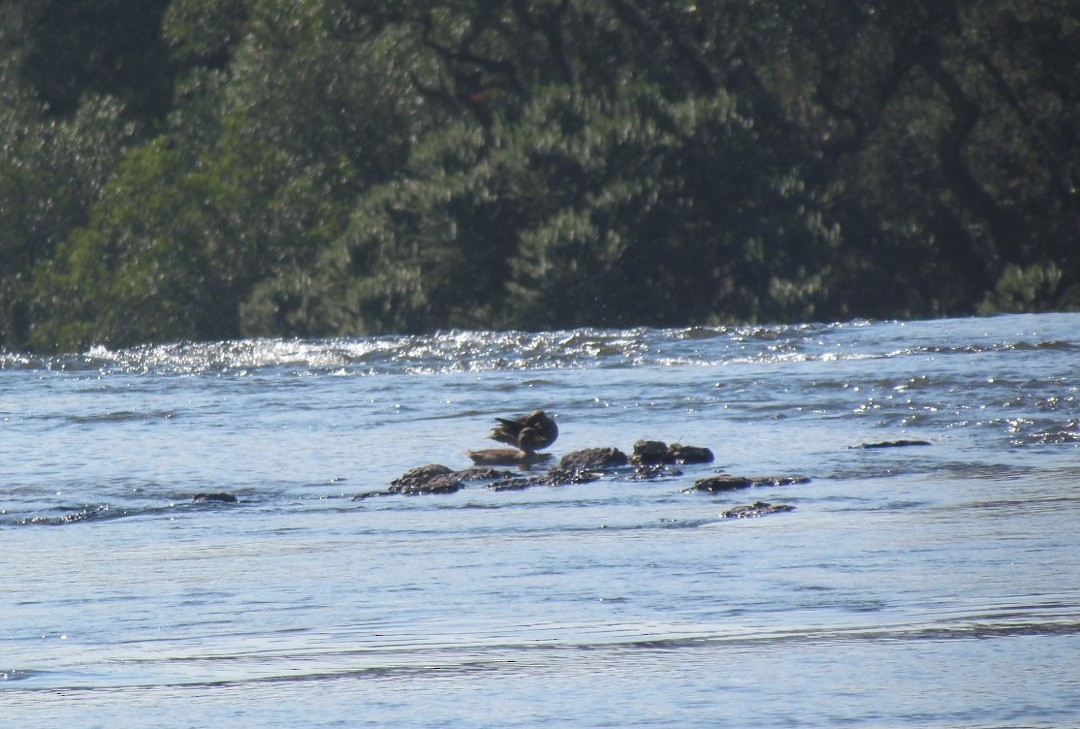 Cerceta Barcina - ML646520266