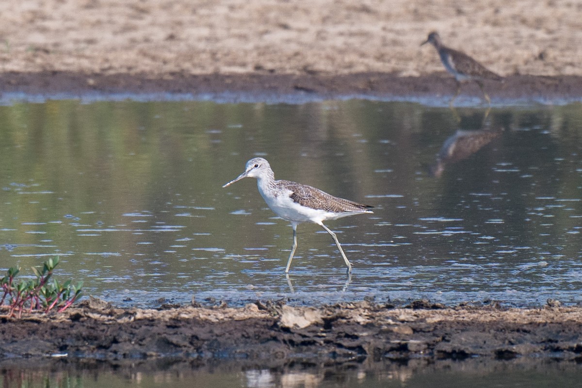 Archibebe Claro - ML646520267