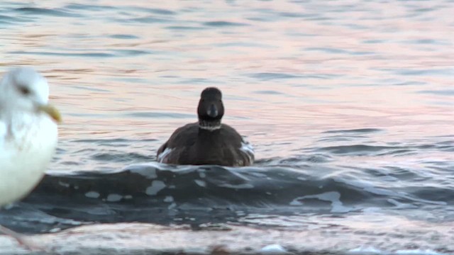 Brant (Black) - ML646520269