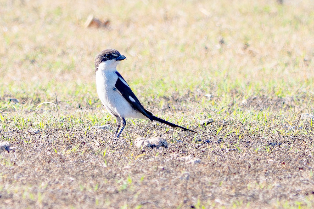 Fiskalwürger (collaris/pyrrhostictus) - ML646520271