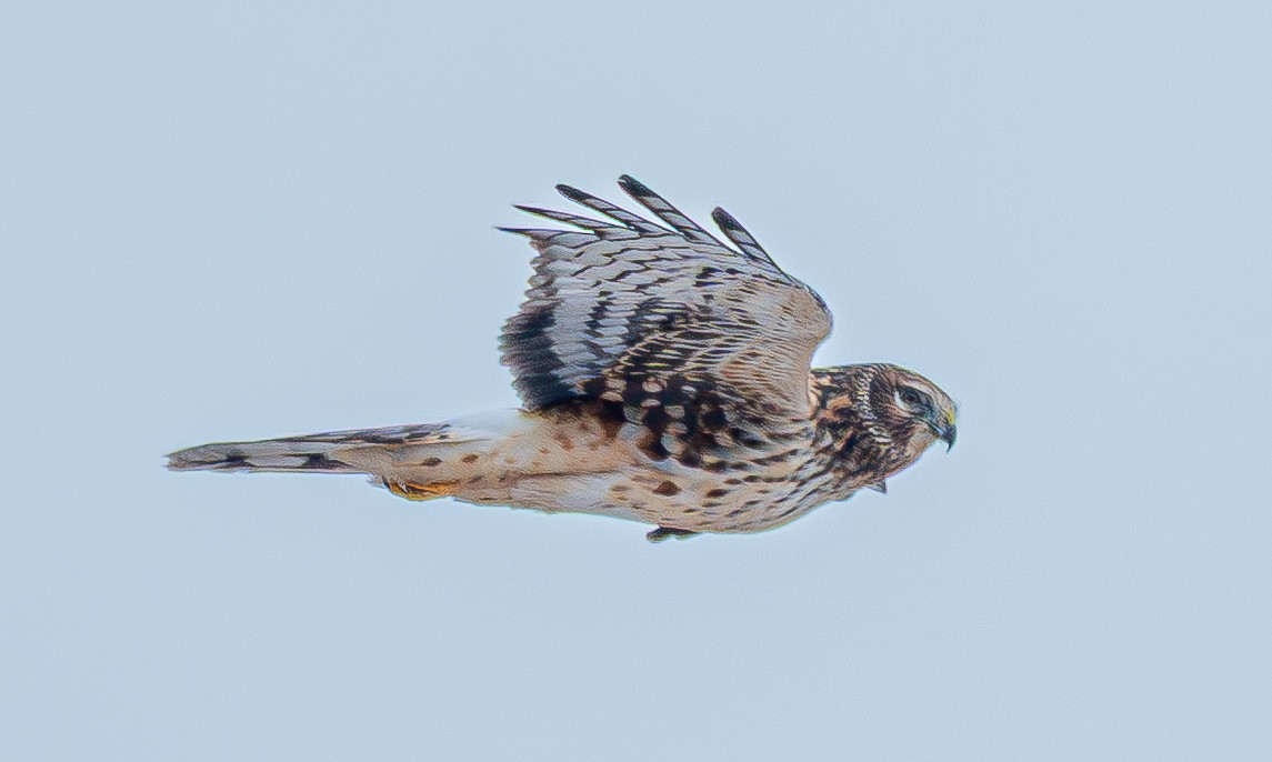 Northern Harrier - ML646520273