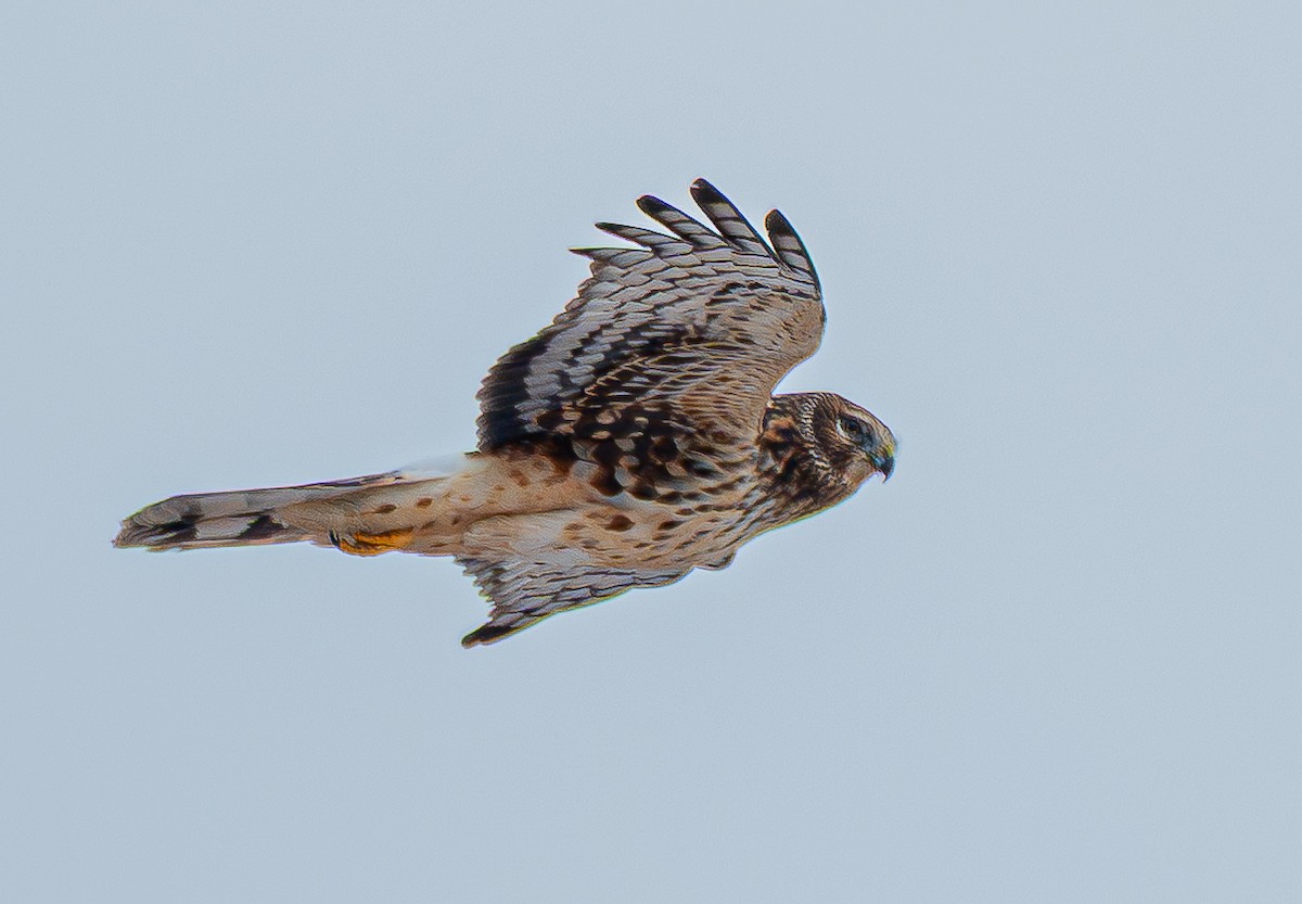 Northern Harrier - ML646520274
