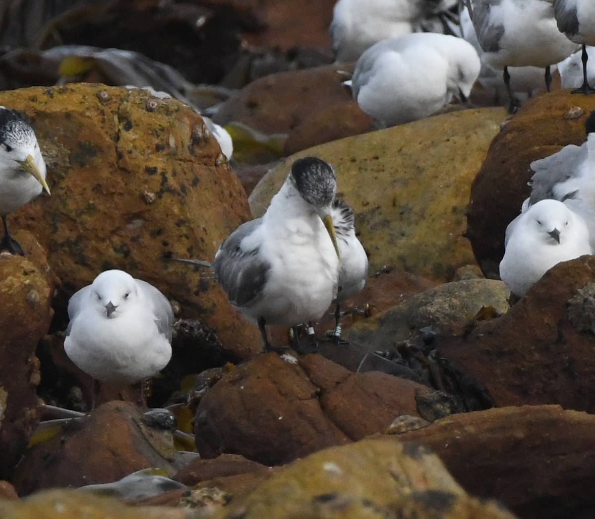 Крячок рябодзьобий (підвид sandvicensis) - ML646520277