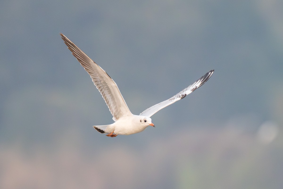 Gaviota Reidora - ML646520278