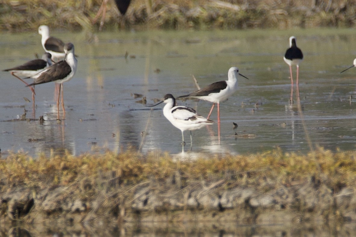 Abozeta kaskabeltza - ML646520279