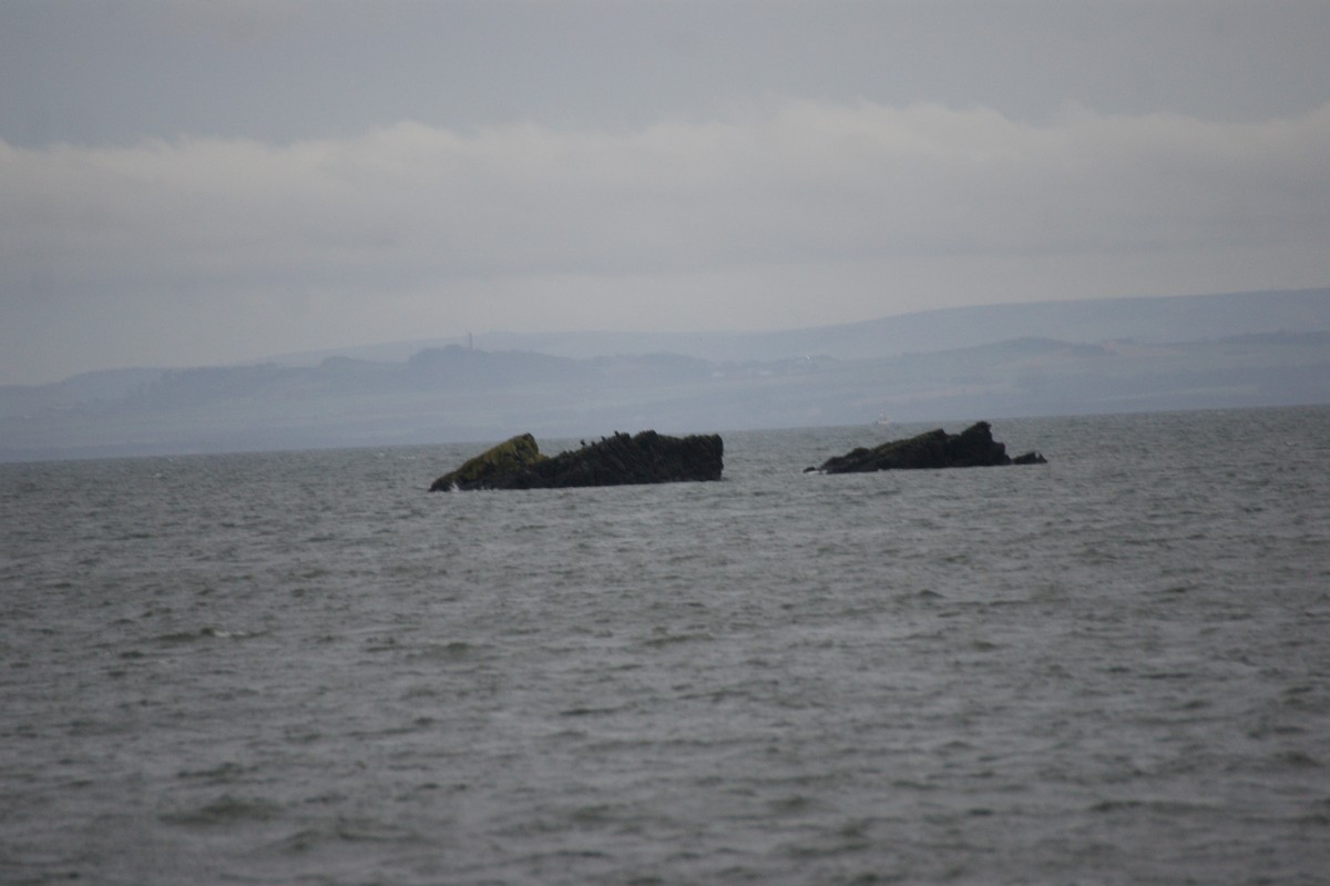 Тураг гогой - ML646520280