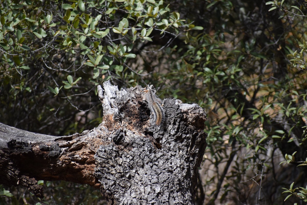 Cliff Chipmunk - ML646520281