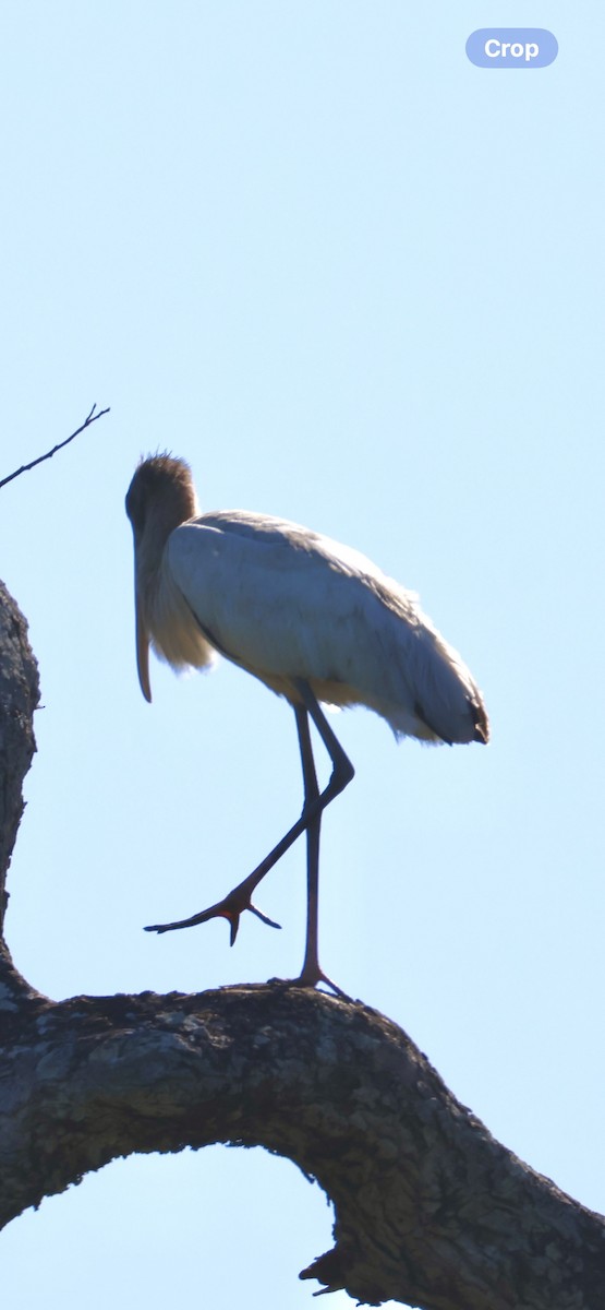 Tántalo Americano - ML646520282