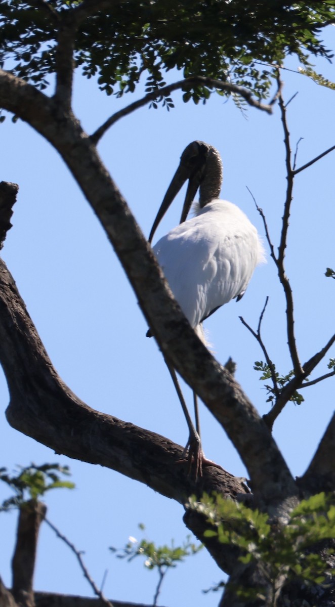 Tántalo Americano - ML646520283