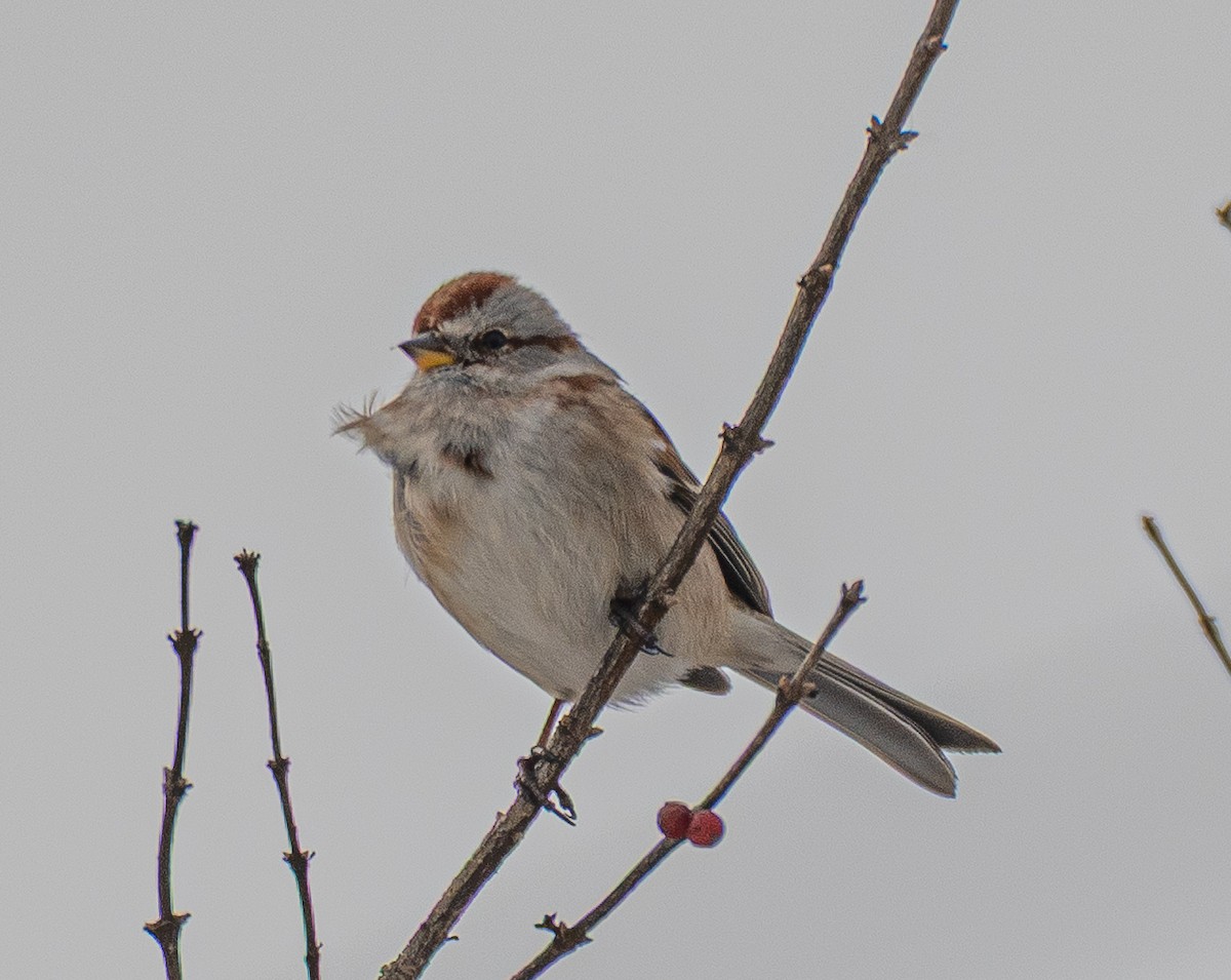 American Tree Sparrow - ML646520285