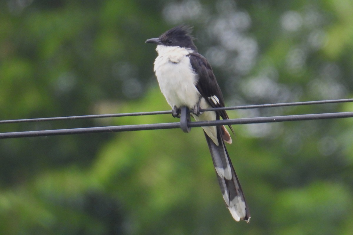 jakobinergjøk - ML646520287