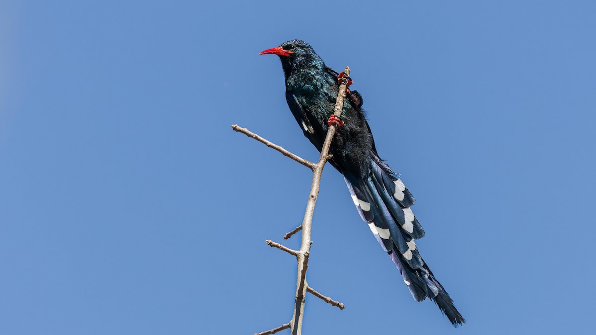 Green Woodhoopoe - ML646520288