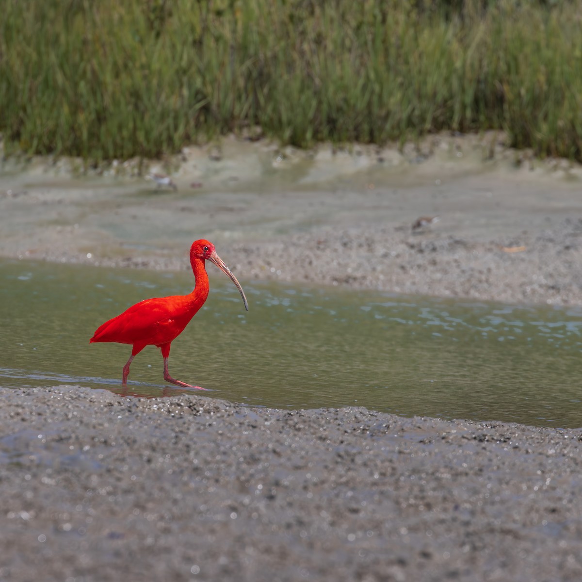 Scarlet Ibis - ML646520289