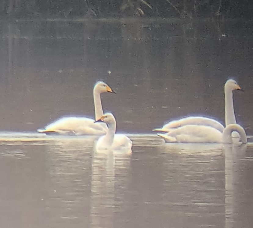 Tundra Swan - ML646520290
