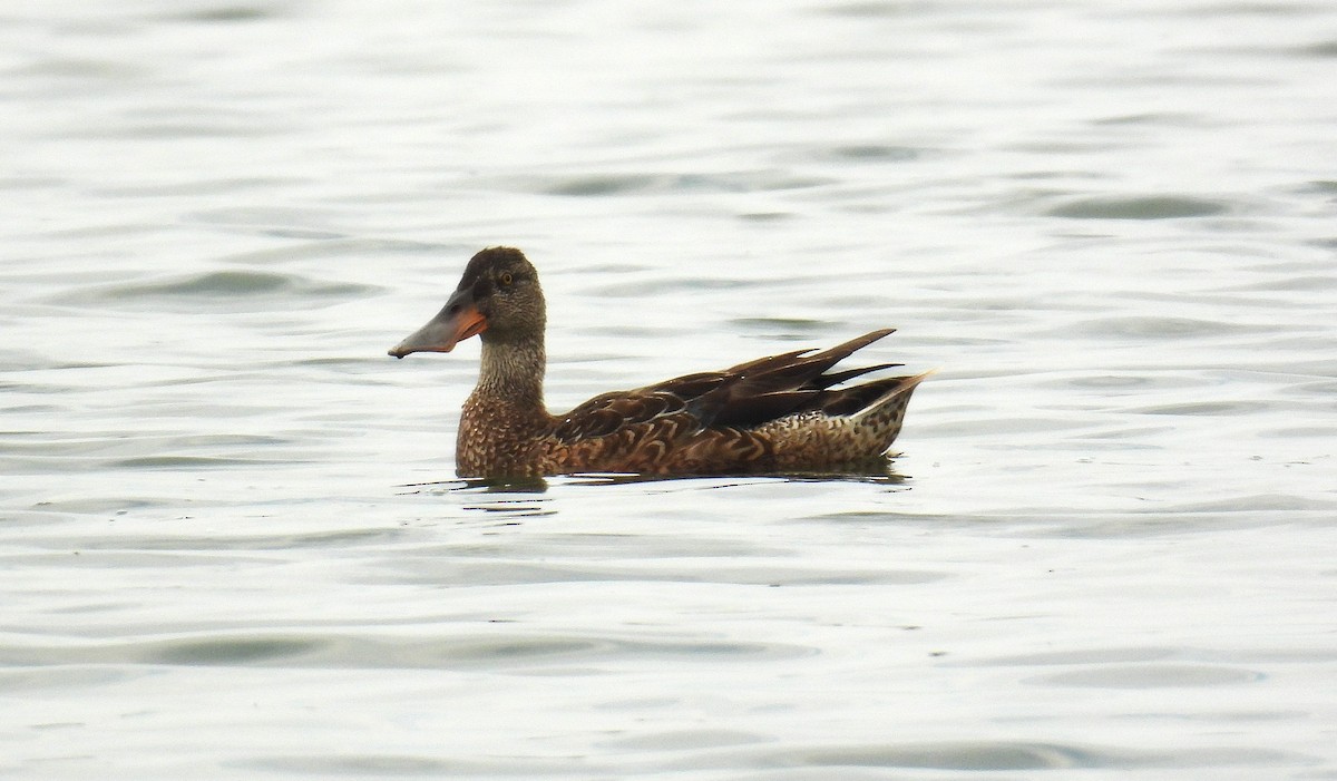 skjeand - ML646520292