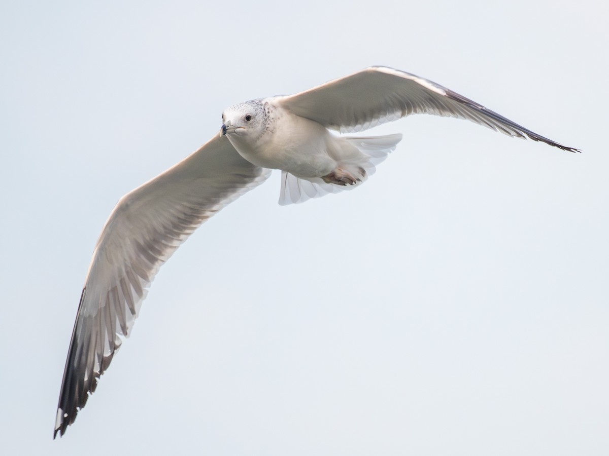Gaviota/Gavión sp. - ML646520293