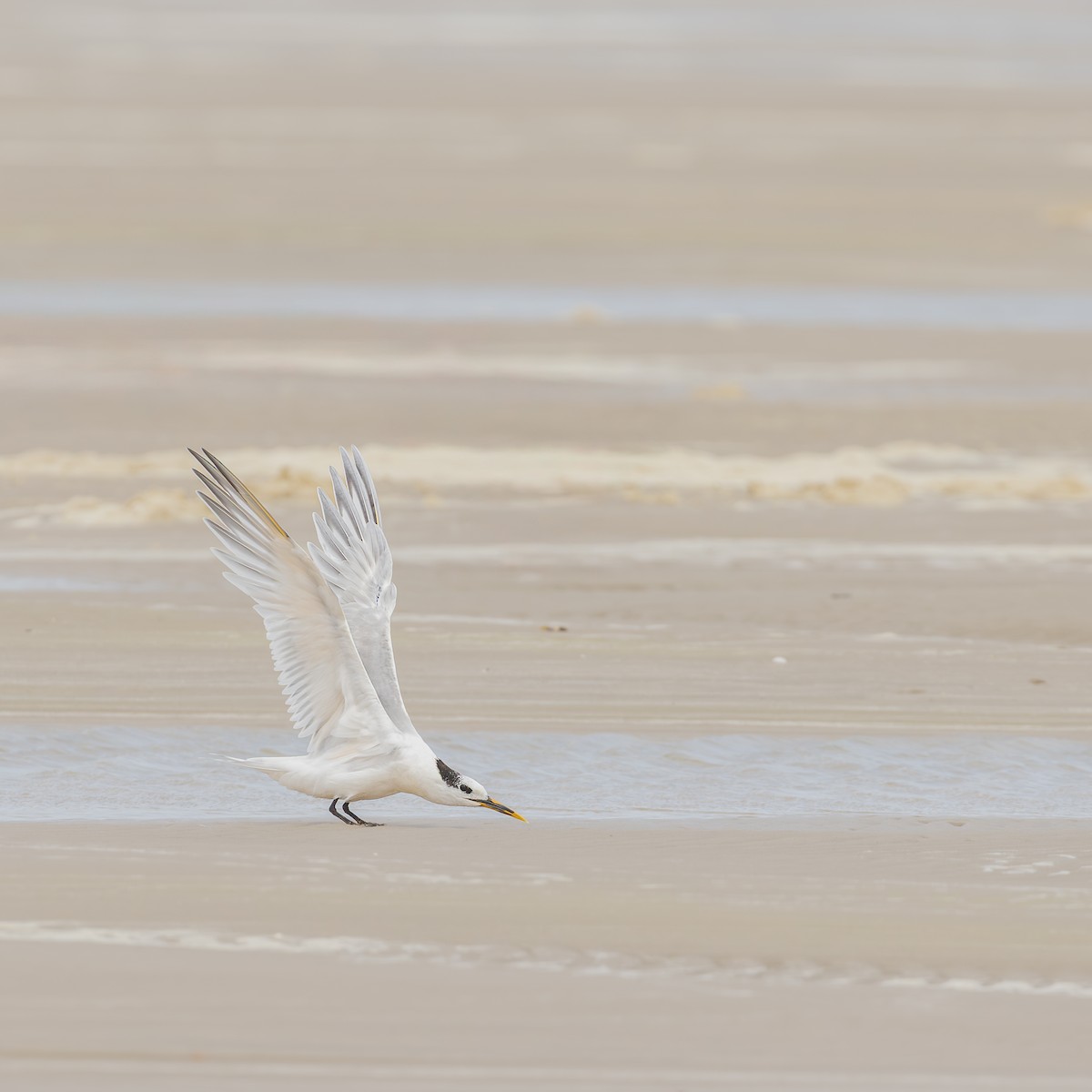 Sandwich Tern - ML646520296