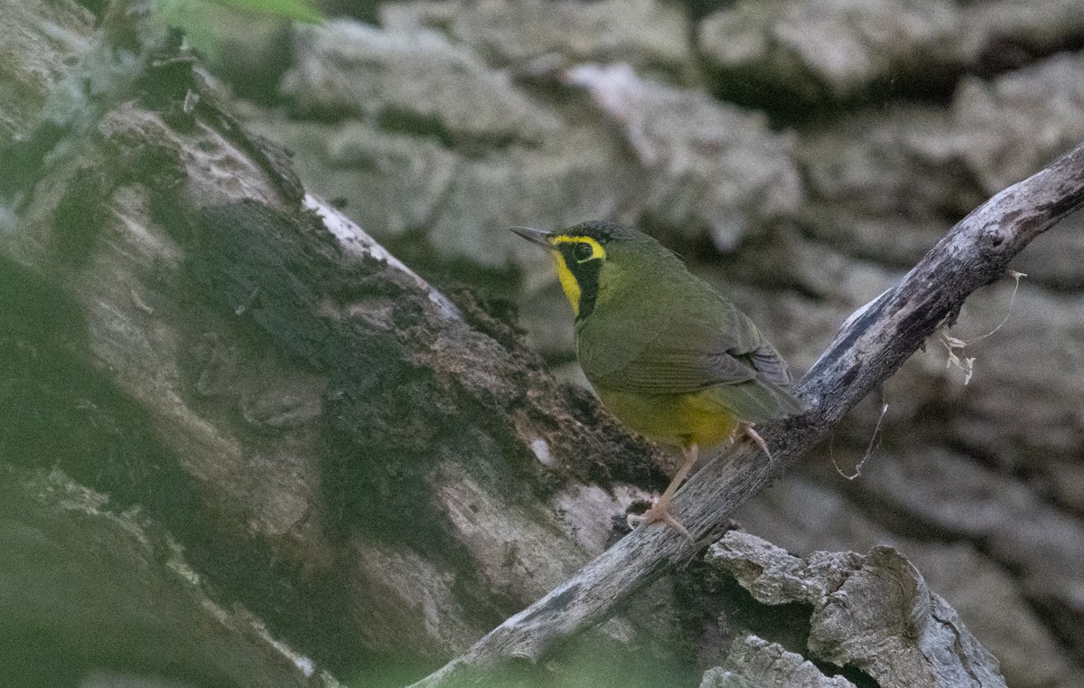 Reinita de Kentucky - ML646520299