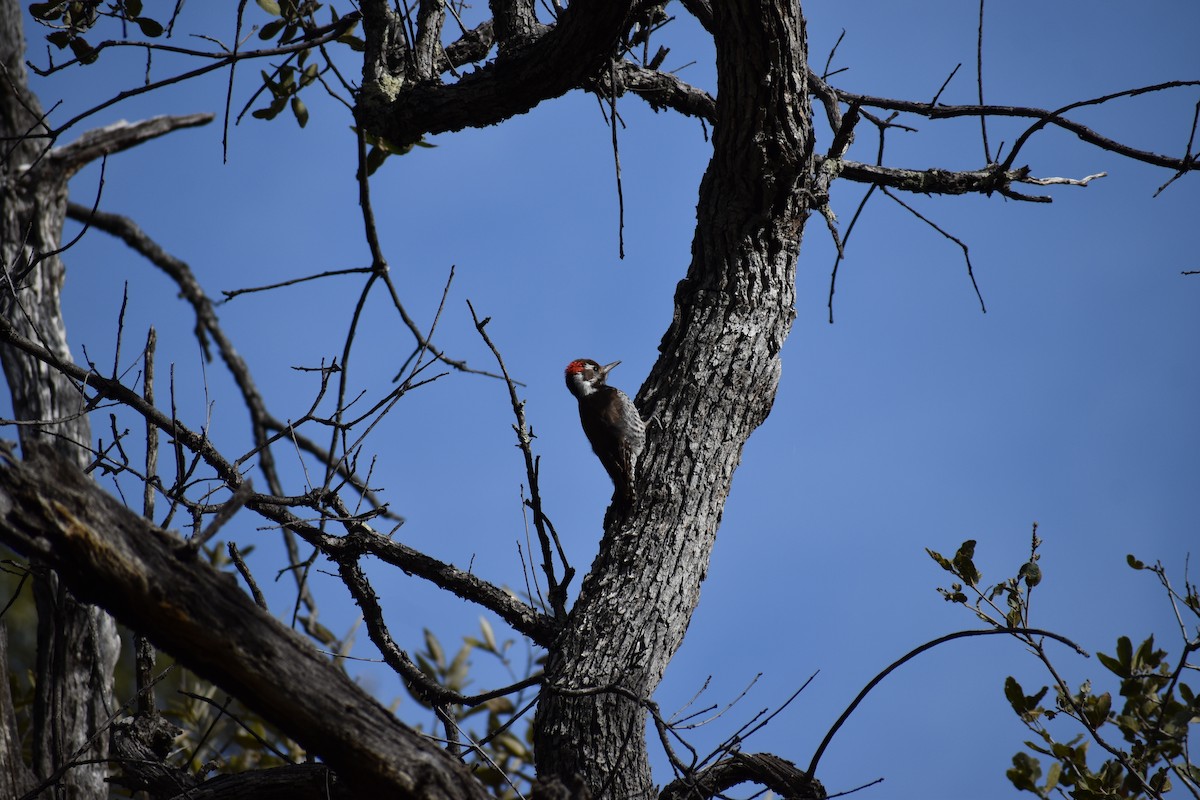 Arizona Woodpecker - ML646520301