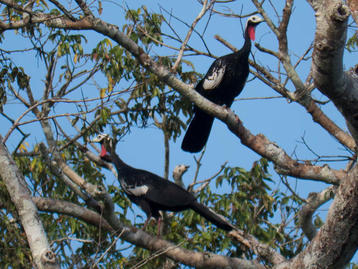 Pénélope cujubi - ML646520302