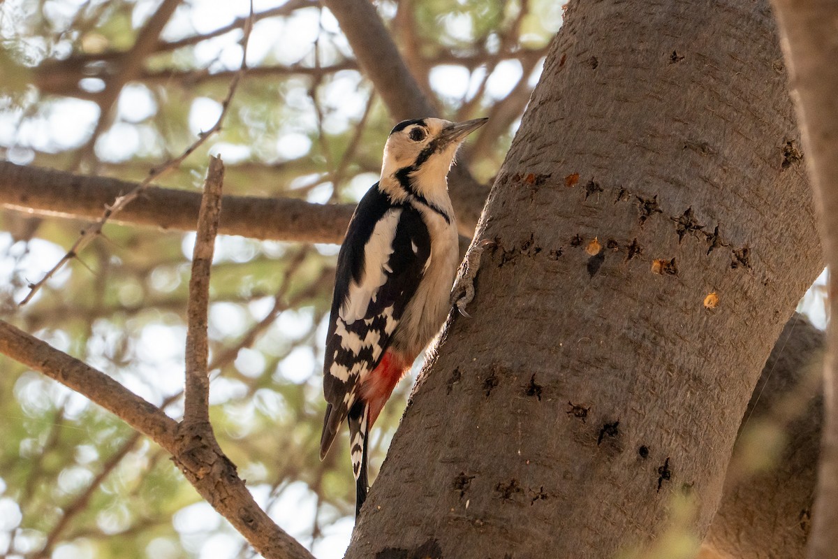 Sind Woodpecker - ML646520303