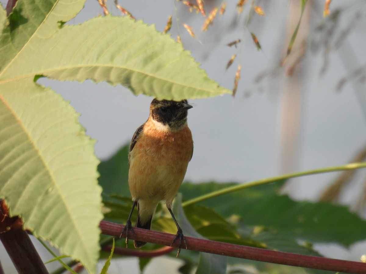 Pitxartxar siberiarra - ML646520306