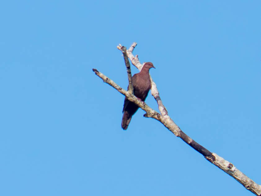 Pigeon vineux - ML646520307
