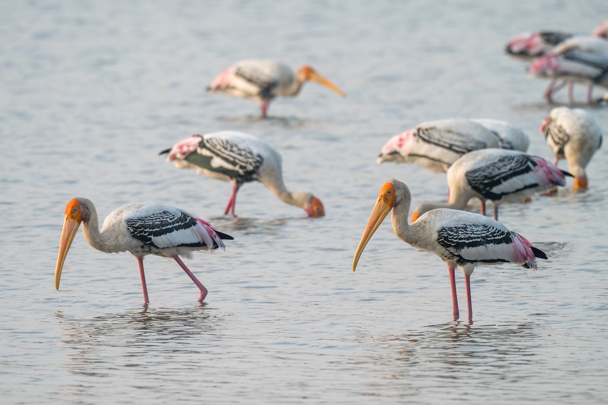 Tántalo Indio - ML646520308