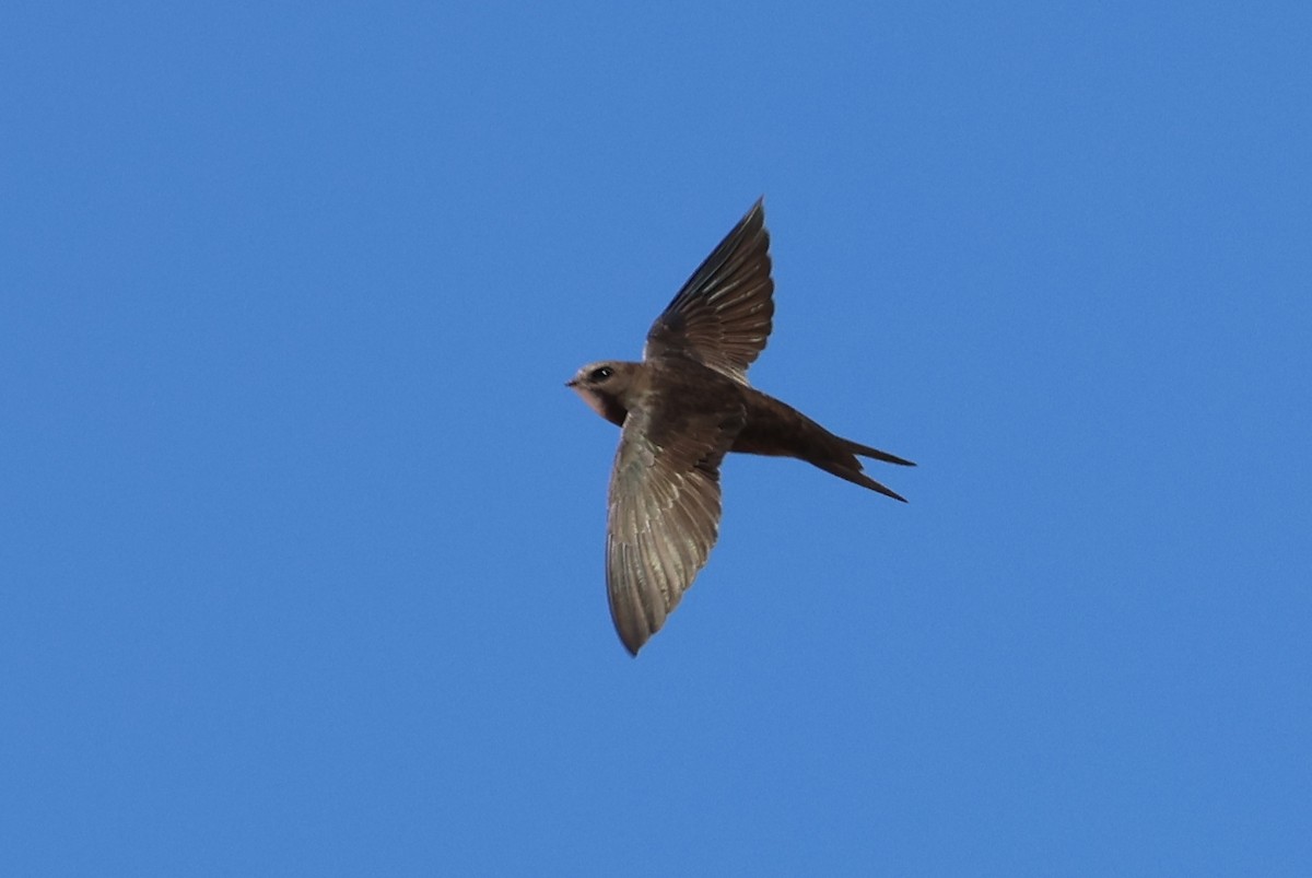 Common Swift - ML646520310