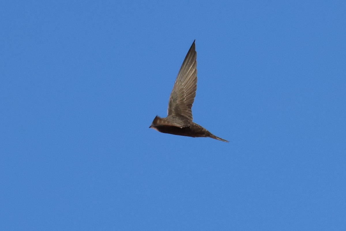Common Swift - ML646520311