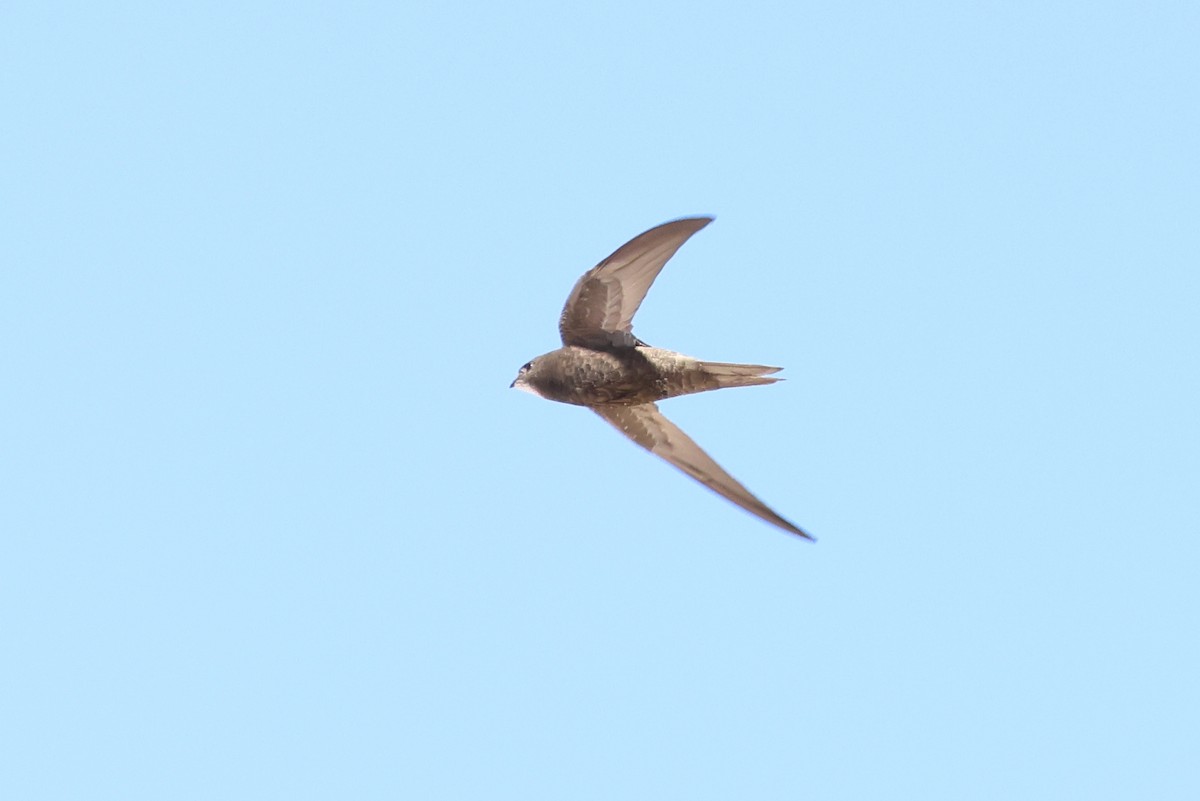 Common Swift - ML646520312