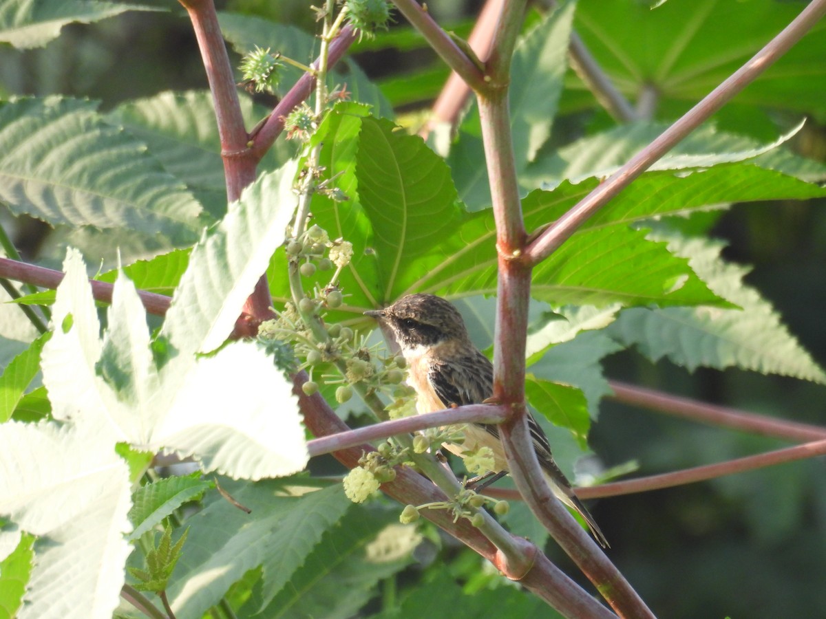 Pitxartxar siberiarra - ML646520313