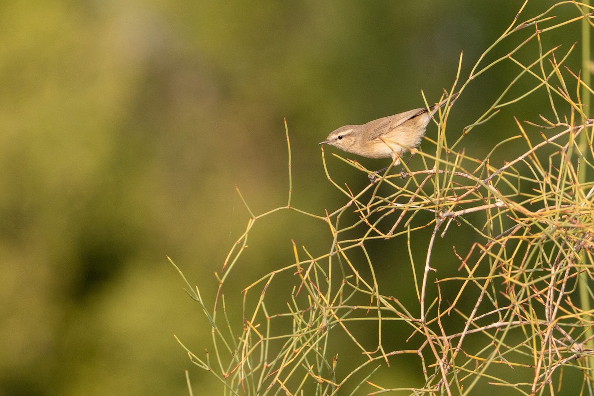 イランムシクイ - ML646520314