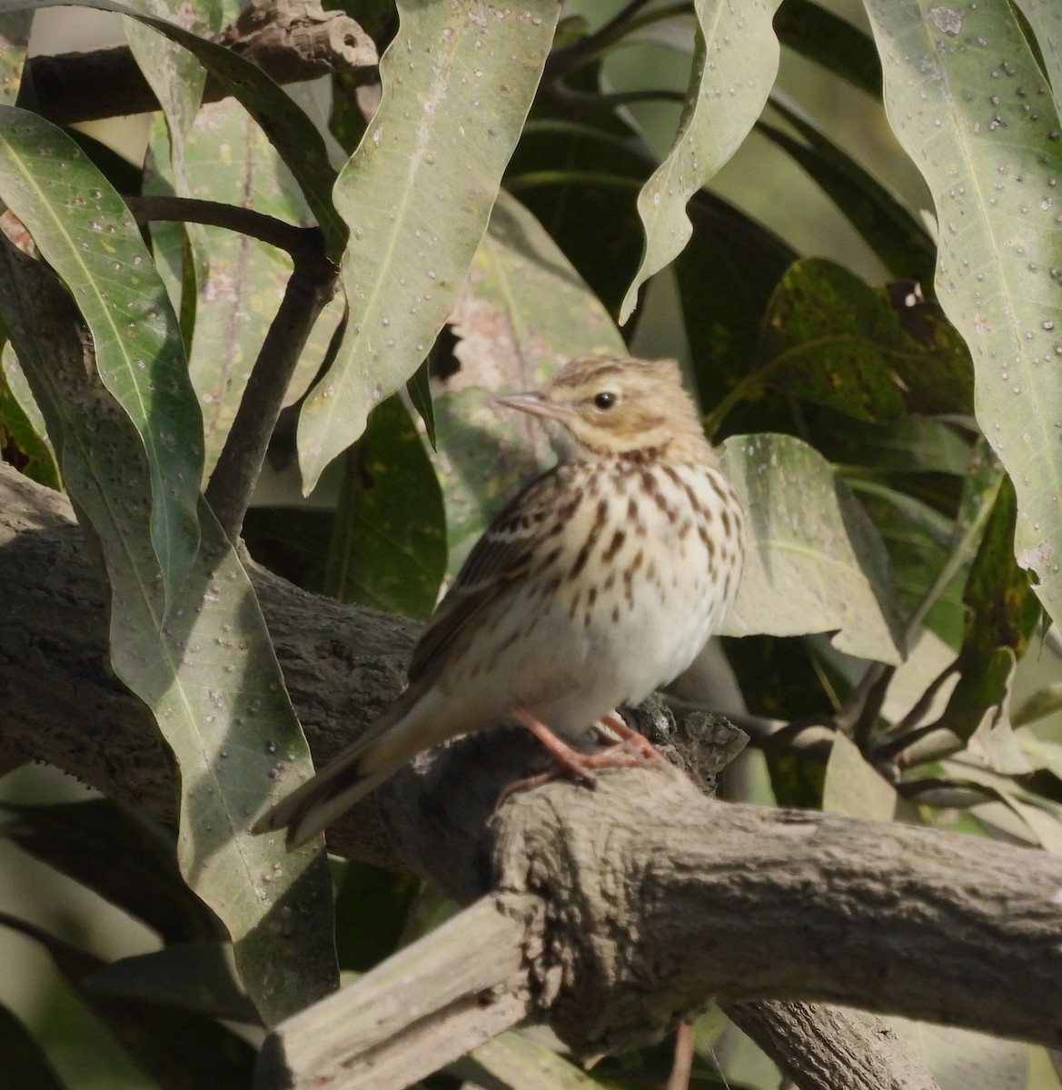 ヨーロッパビンズイ - ML646520316