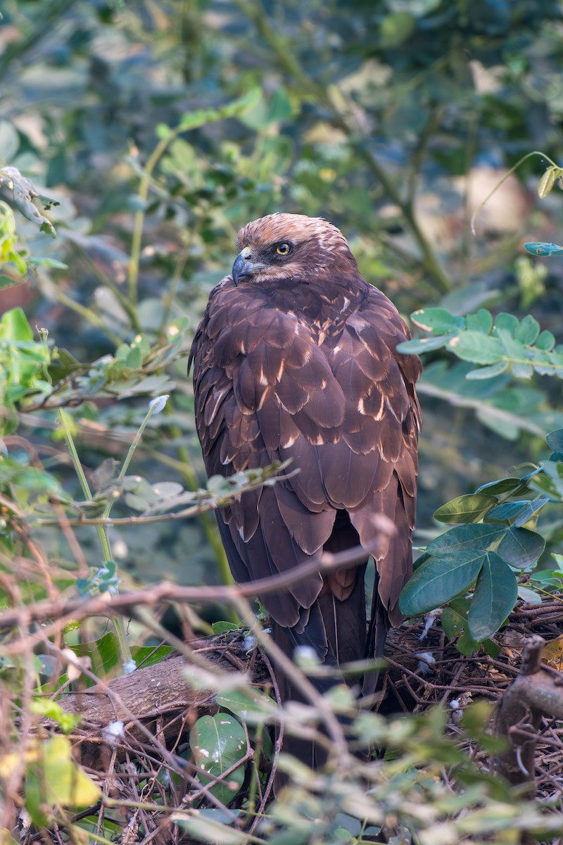 Aguilucho Lagunero Occidental - ML646520321