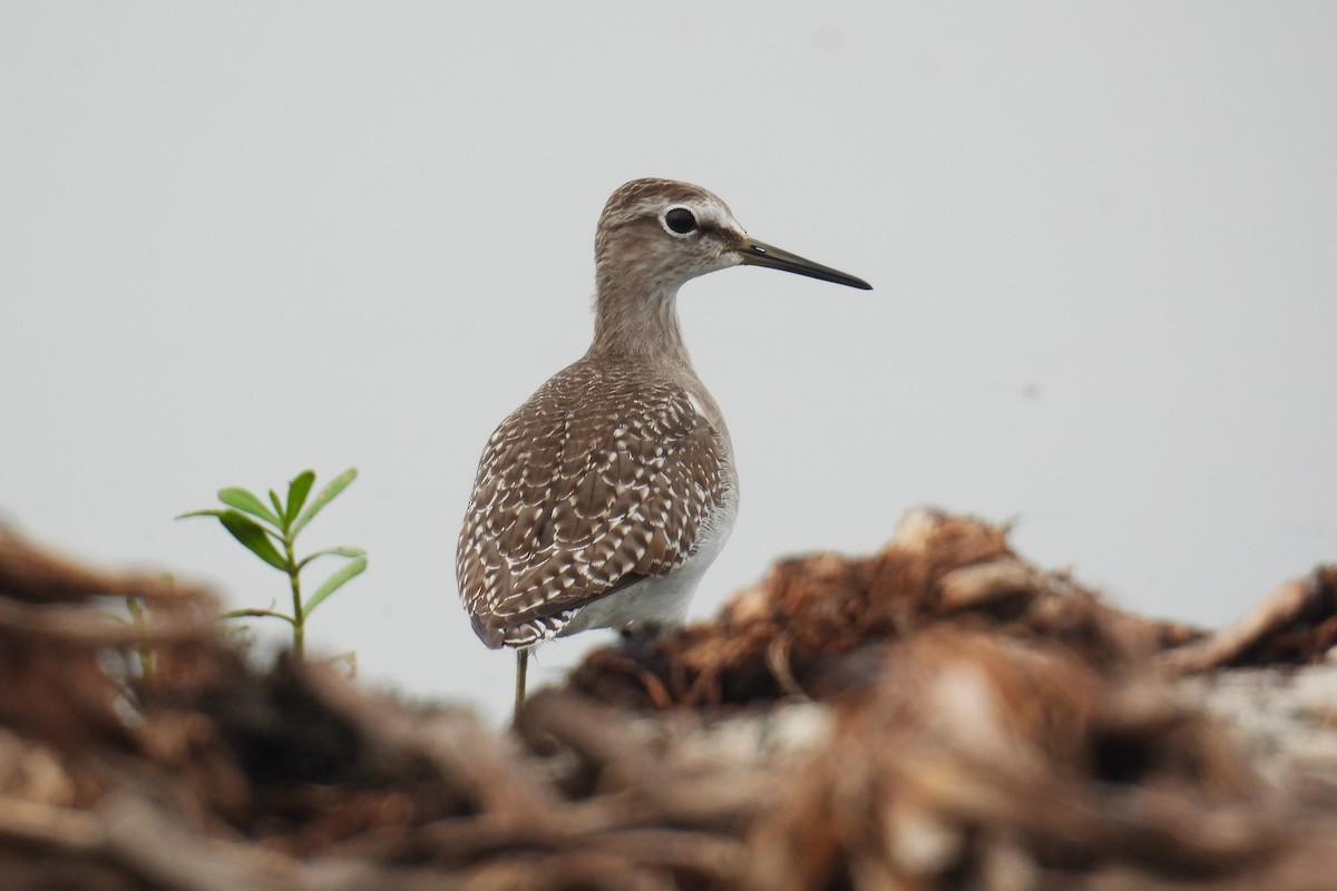 grønnstilk - ML646520322