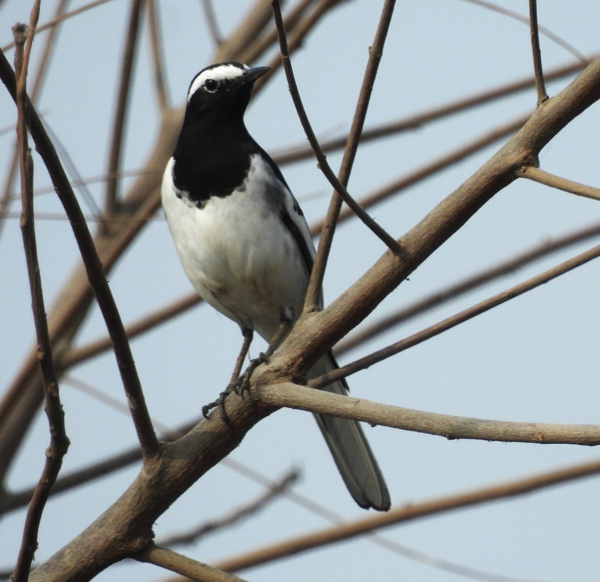 White-browed Wagtail - ML646520325