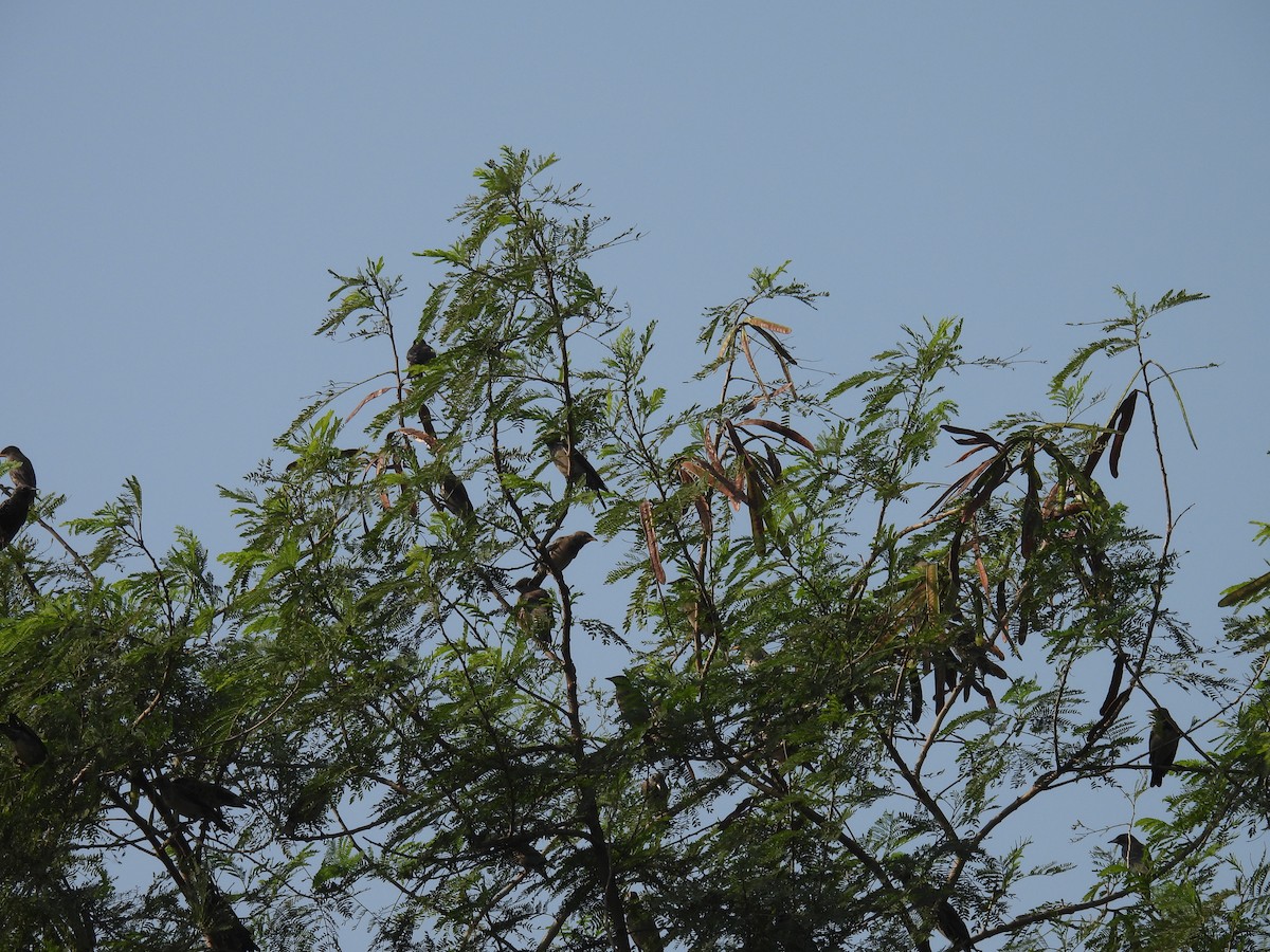 Arabazozo gorrizta - ML646520327