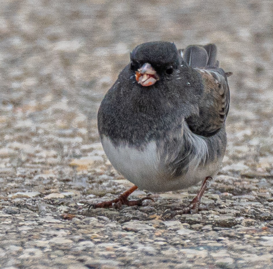 Dark-eyed Junco - ML646520328