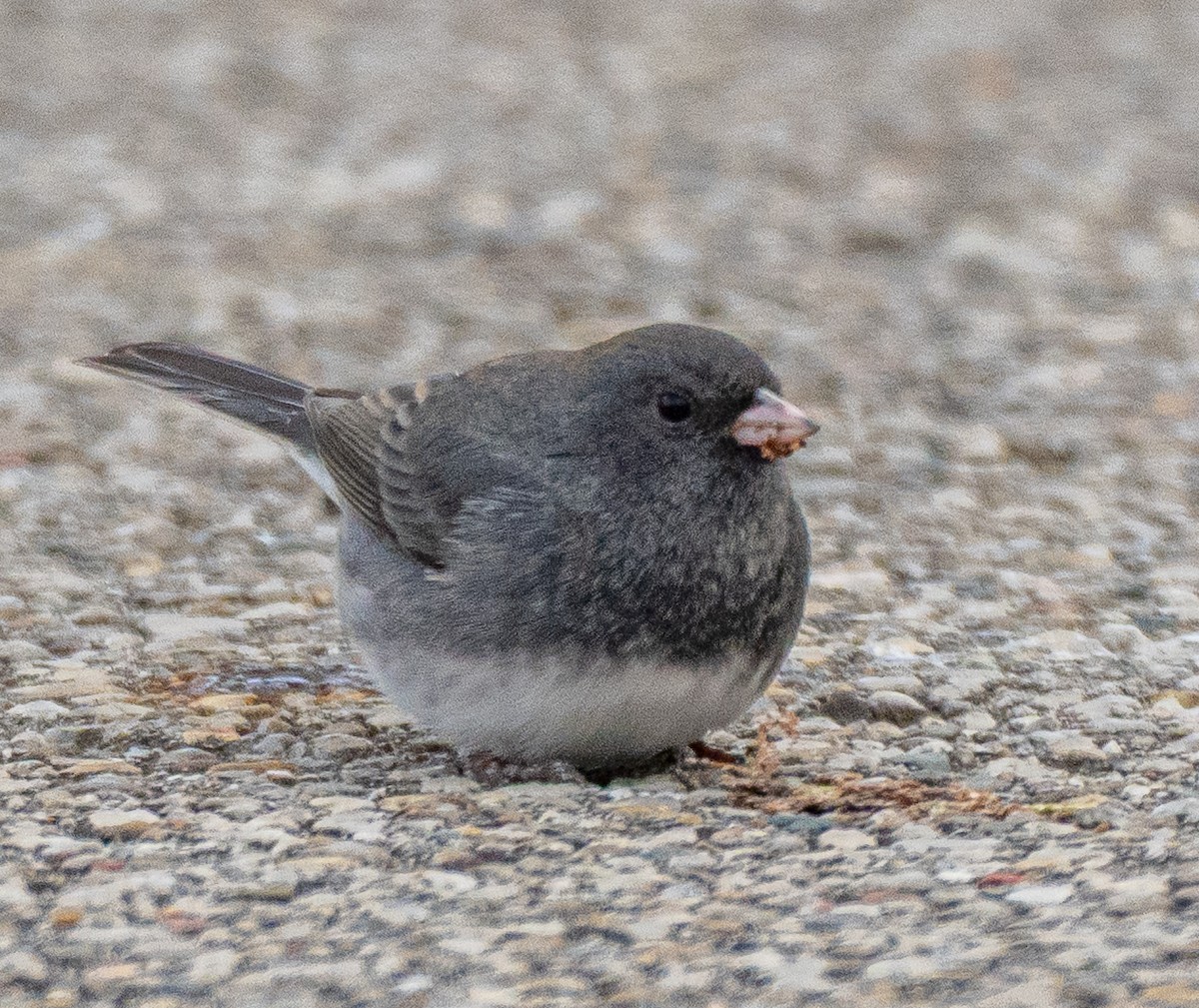 Dark-eyed Junco - ML646520329