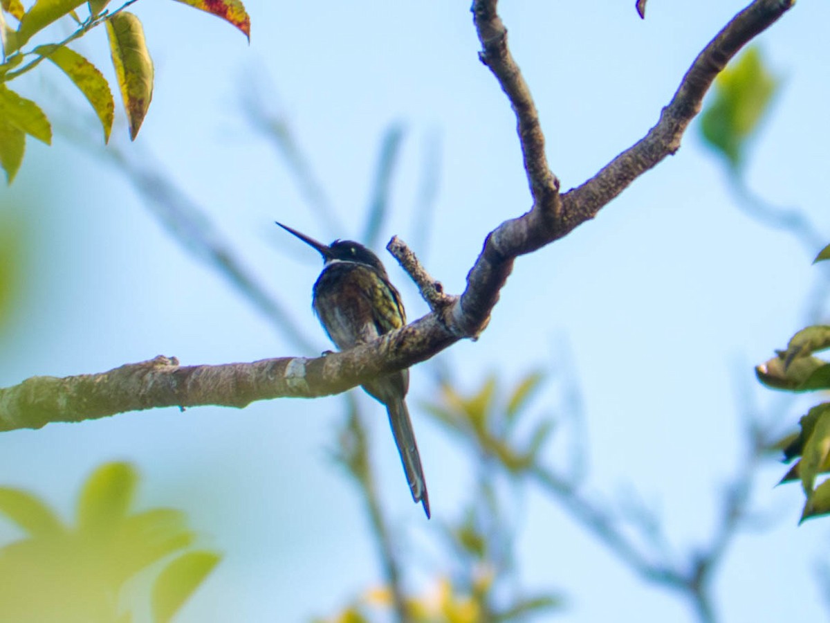 Jacamar à ventre blanc - ML646520331