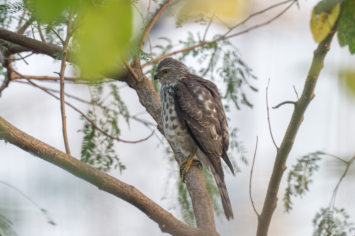 Gavilán Chikra - ML646520333