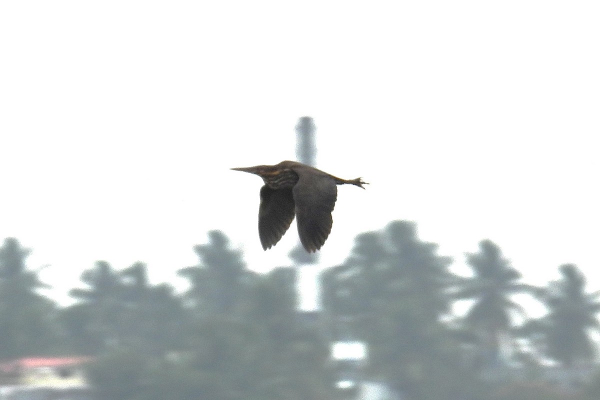 gulhalsrørdrum - ML646520334