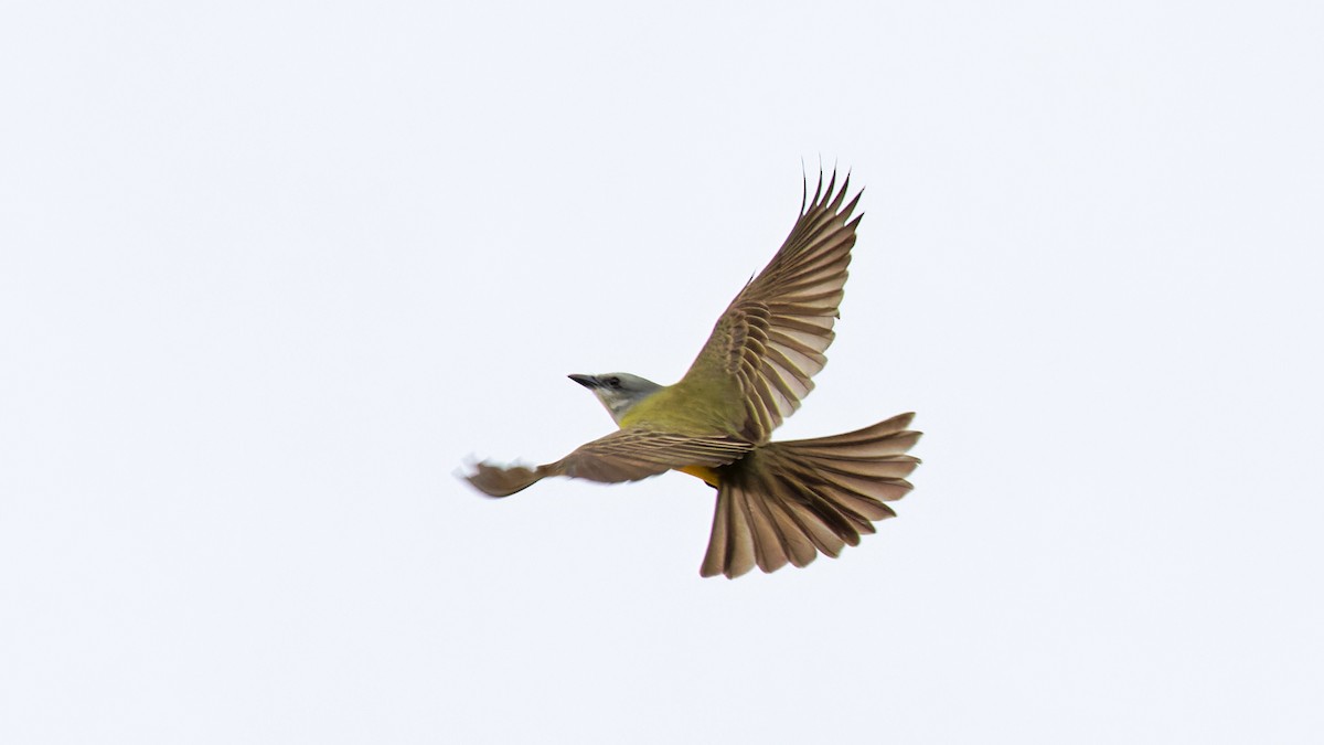 Couch's Kingbird - ML646520338