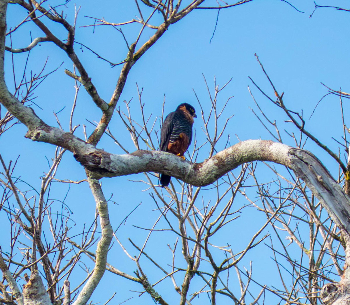 Faucon des chauves-souris - ML646520340