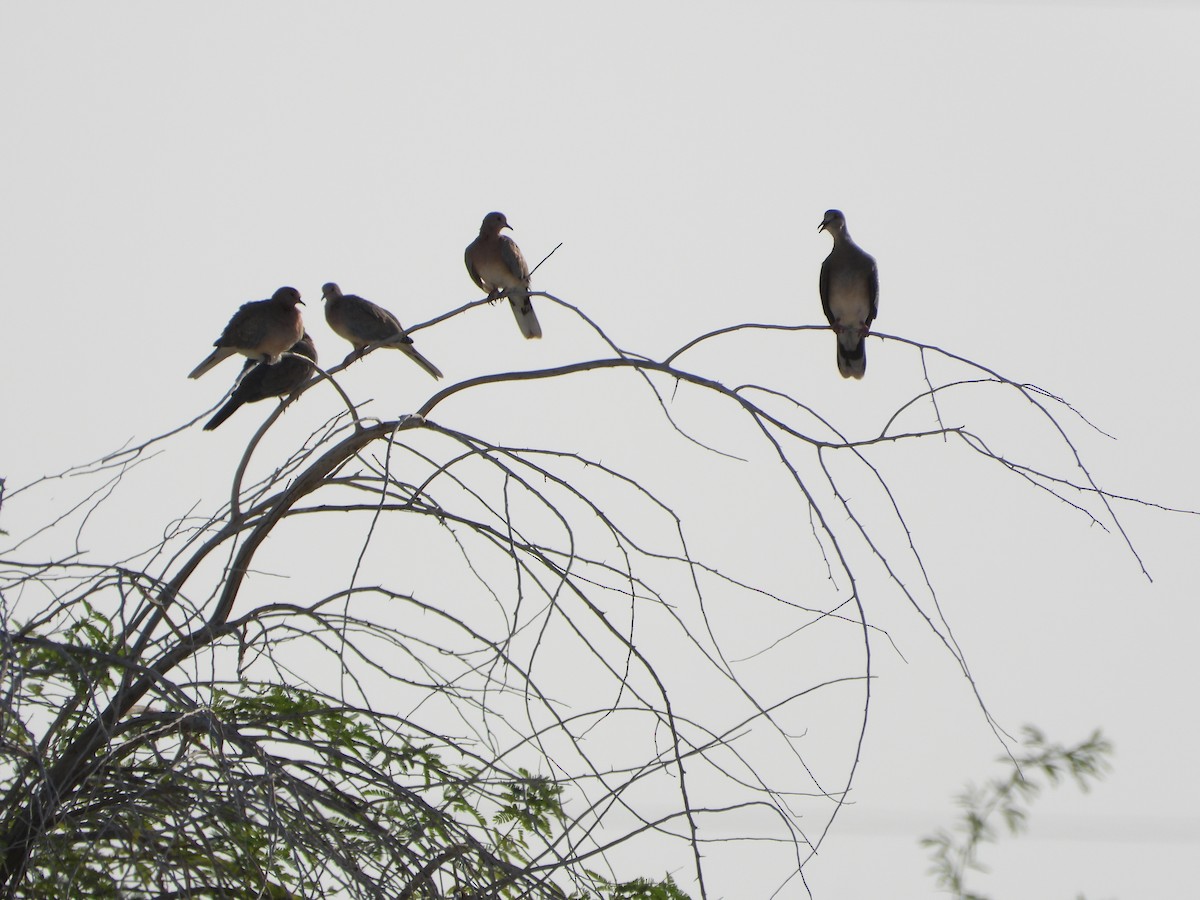 Laughing Dove - ML646520342